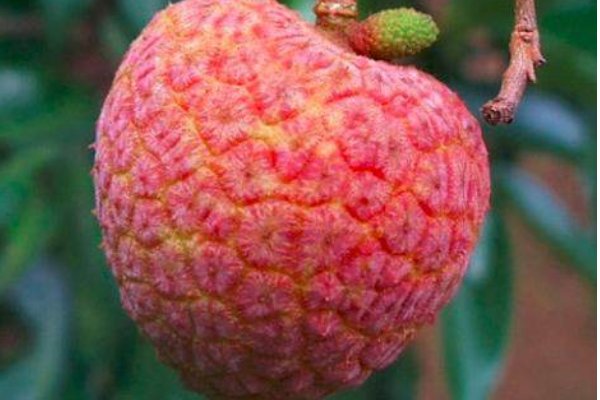 标价上千元一斤的挂绿荔枝，为何这么贵？