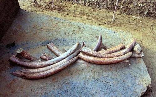 三星堆新出土120余根象牙，这些象牙的用途是什么？