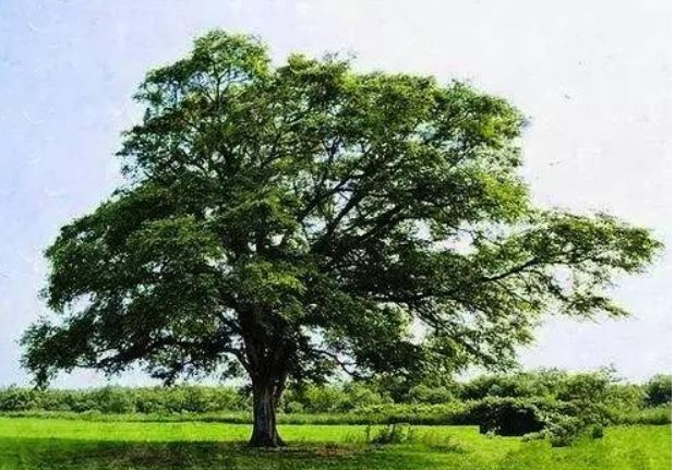 大自然有那些指南针，怎样辨别方向