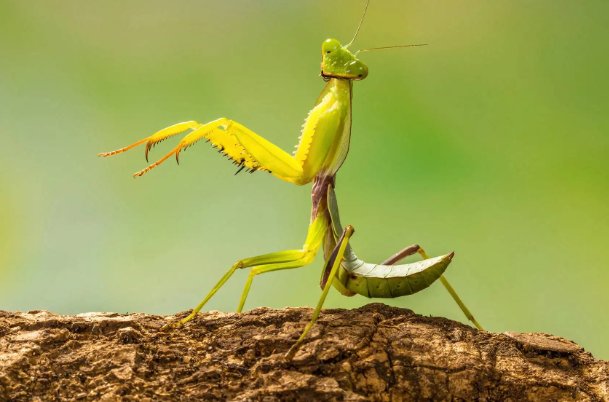 螳螂和蛇哪个厉害