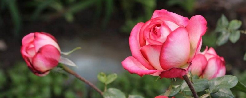 月季花在什么时候开花几点