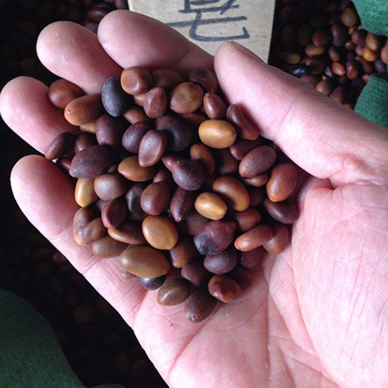 皂角种子的形态是怎样的？