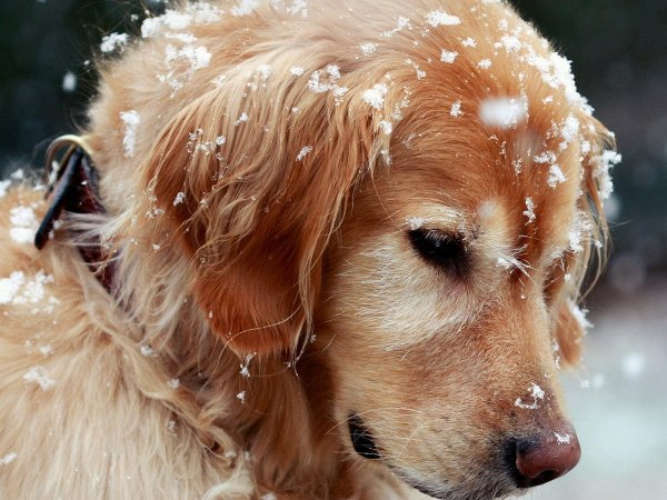 女人为什么不能养金毛