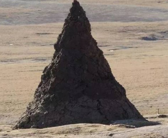 青海一男子靠牛粪堆躲过野牦牛攻击，野牦牛的战斗力有多强？