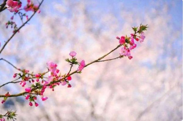 归来晚，浮云过后艳阳天出自哪首诗词？