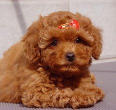 狗狗交配步骤？