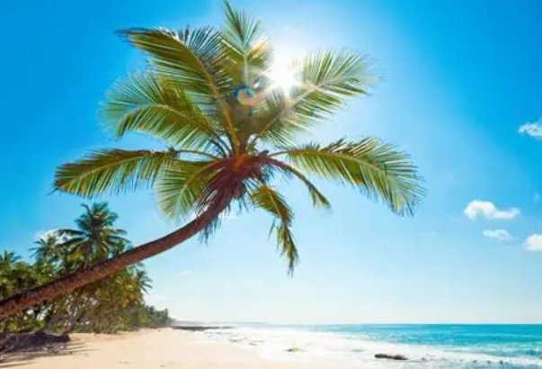 种子传播方法10种