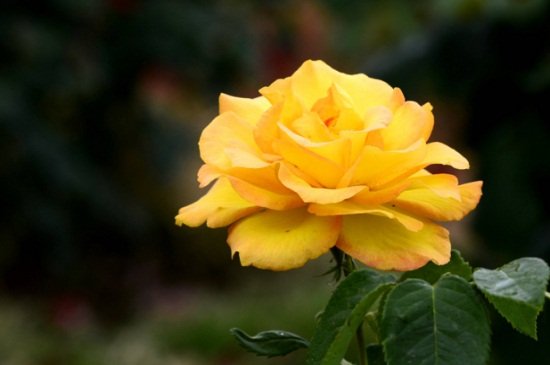 月季花在什么时候开花几点