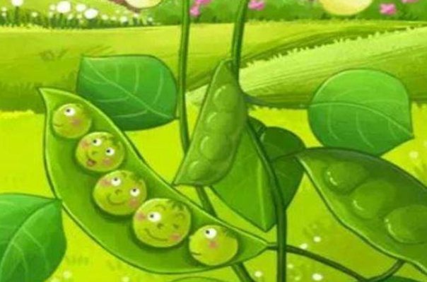 读完一个豆荚里的五粒豆提出的问题