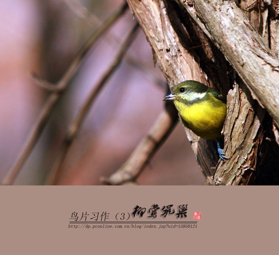 这个是什么小鸟？