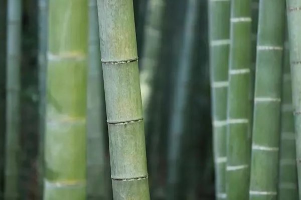 为什么竹子是世界上长的最快的植物？