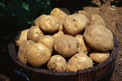 马铃薯为什么被称为“第四大主粮”？