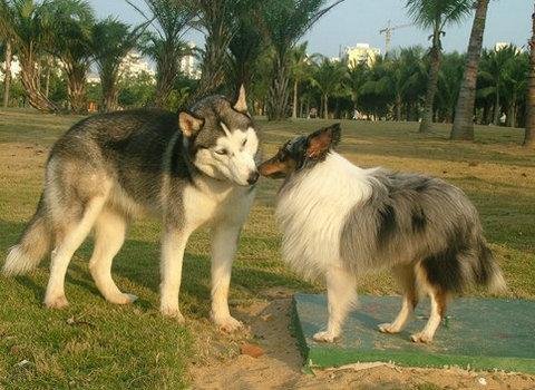 哈士奇不会“汪汪”叫，又如何跟别的狗狗交流呢？