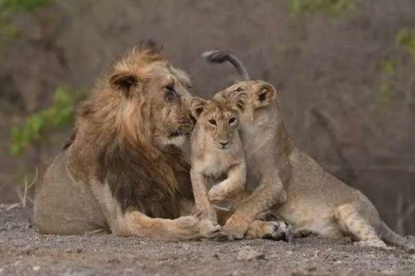 印度疫情蔓延至动物，8头狮子确诊感染新冠病毒，这些狮子将会如何处理？