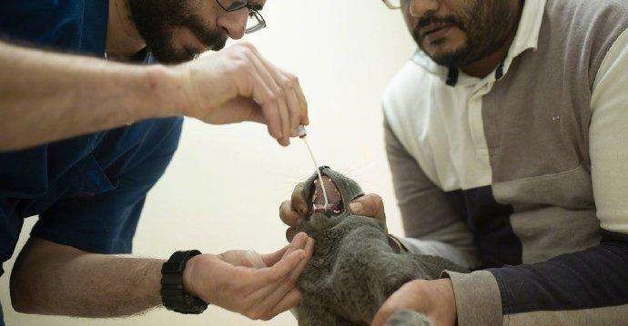 瑞典动物园老虎染新冠被安乐死,猫科动物会将病毒传染给人吗?