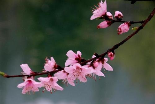 聊赠一枝春的意思是什么？