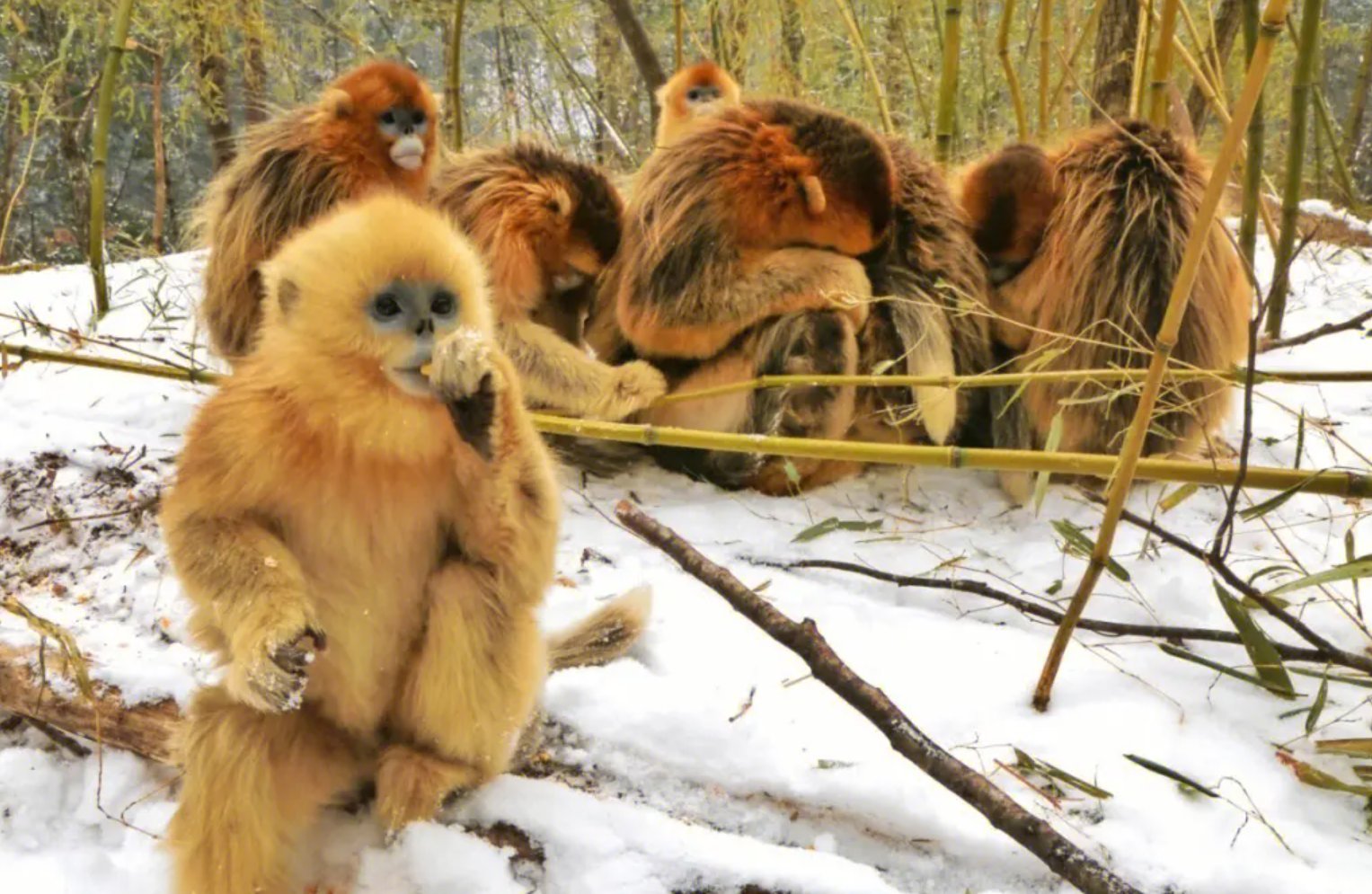 三尺童子是什么生肖