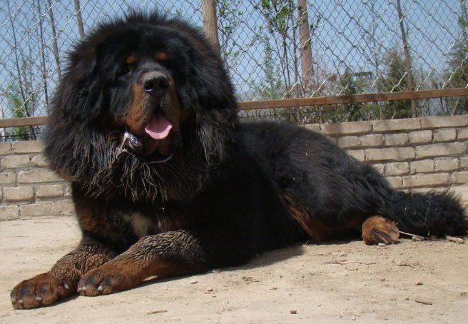 纯种藏獒和东北虎打一场的话,最后谁能赢?