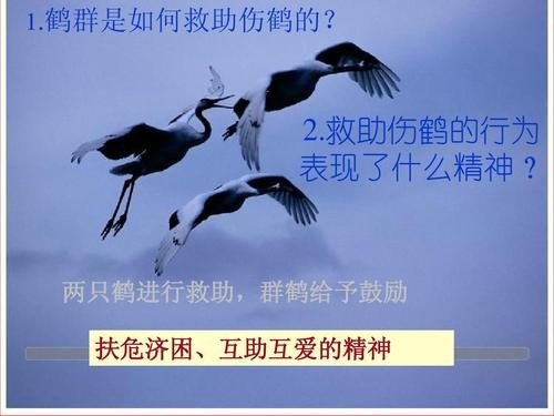 鹤群 江口涣的主要内容