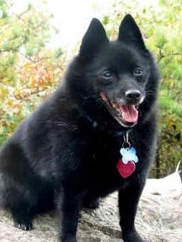 西帕凯犬的简介