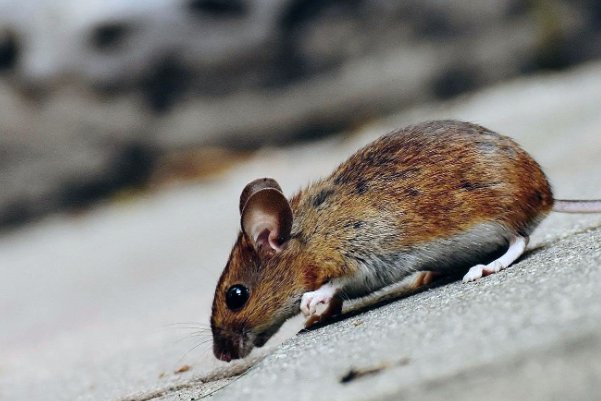 负荆请罪比喻什么动物生肖