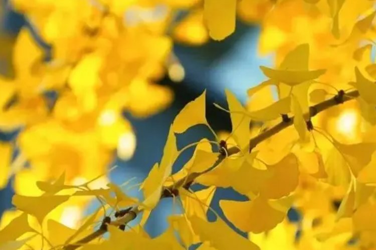 不谙世事的拼音