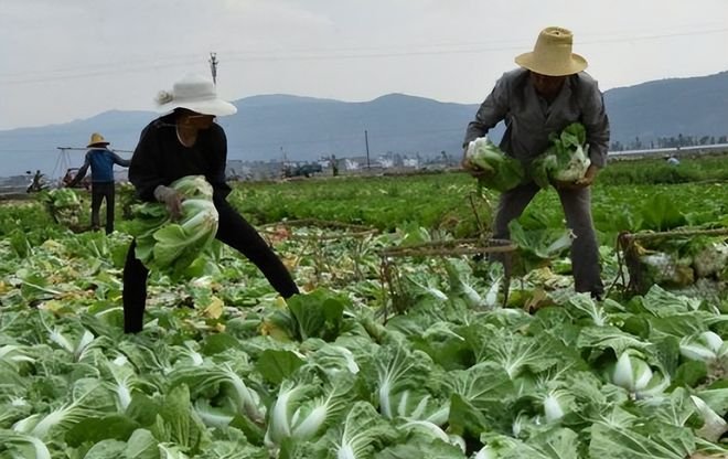 酸菜事件影响了13万人,这起事件的影响力度为何这么大?这些人该怎么办?