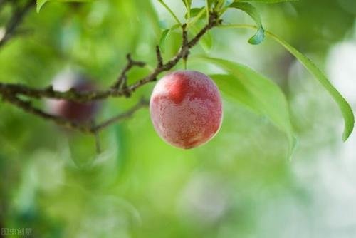 梅子熟了什么意思？
