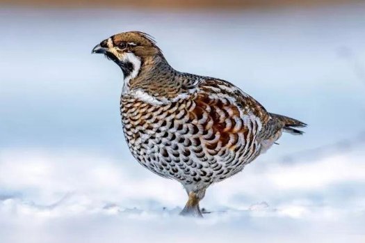 飞龙是什么动物？