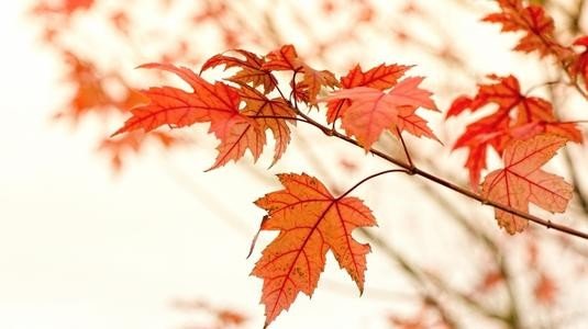 待到香山红叶尽,不负君来不负卿出自谁的诗句