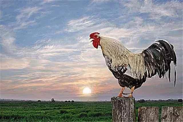 领鸡惊晓代表什么生肖