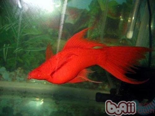 红剑鱼的种类？