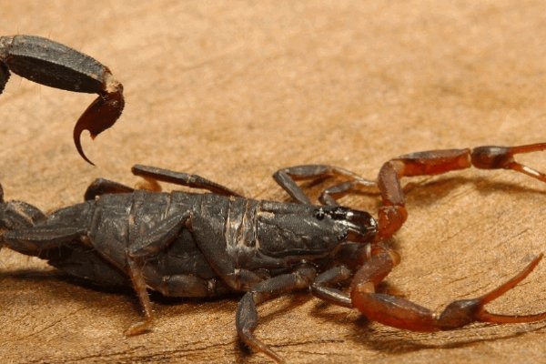 蝎子是昆虫吗
