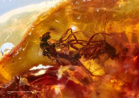 两只史前苍蝇交配时变成琥珀，持续4100万年，这是为何？