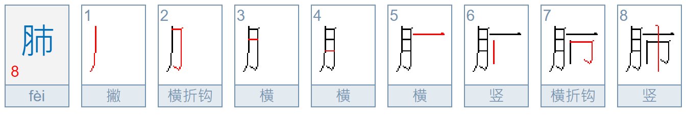 肺的笔顺