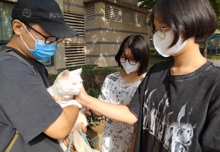 石家庄白猫在流浪10天后被找到了,这只猫究竟经历了什么?