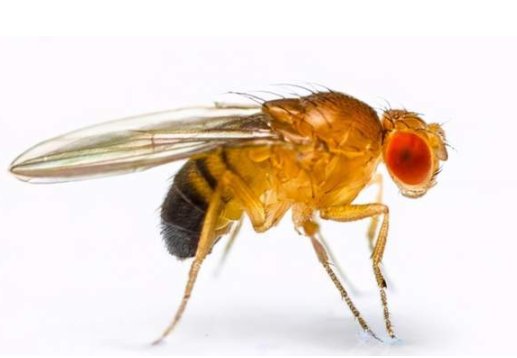 山东青岛海关查获7000只黑腹果蝇，为何价值与危害并存？