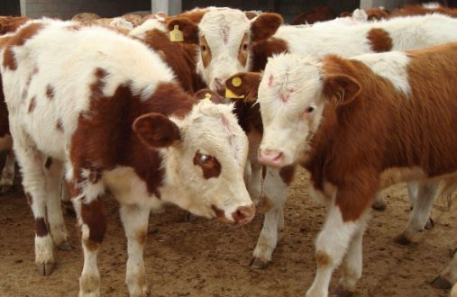 鼓足干劲解一生肖