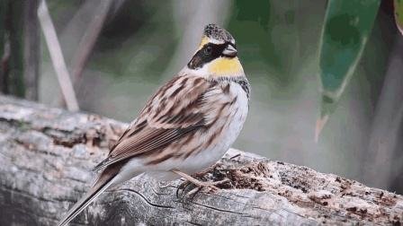 神采的意思是什么