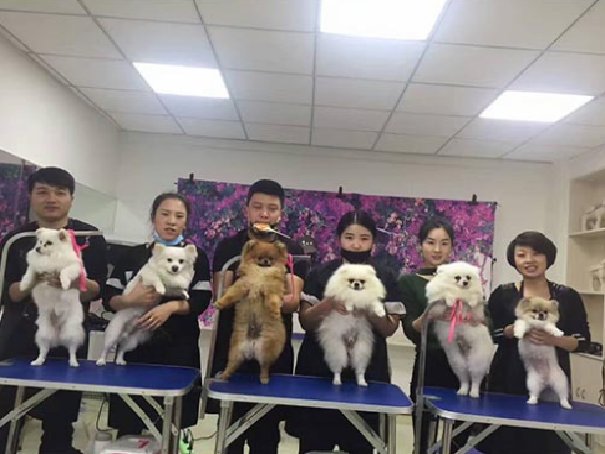 学宠物店美容大概多少钱