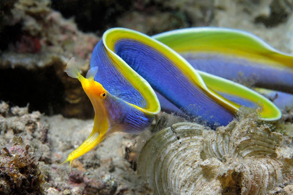 盘点十大最怪异海洋生物 还记得奥特曼里面的怪兽吗