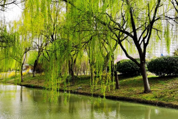 婀娜是什么意思