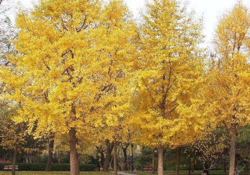 我国的“活化石”有哪些植物和动物