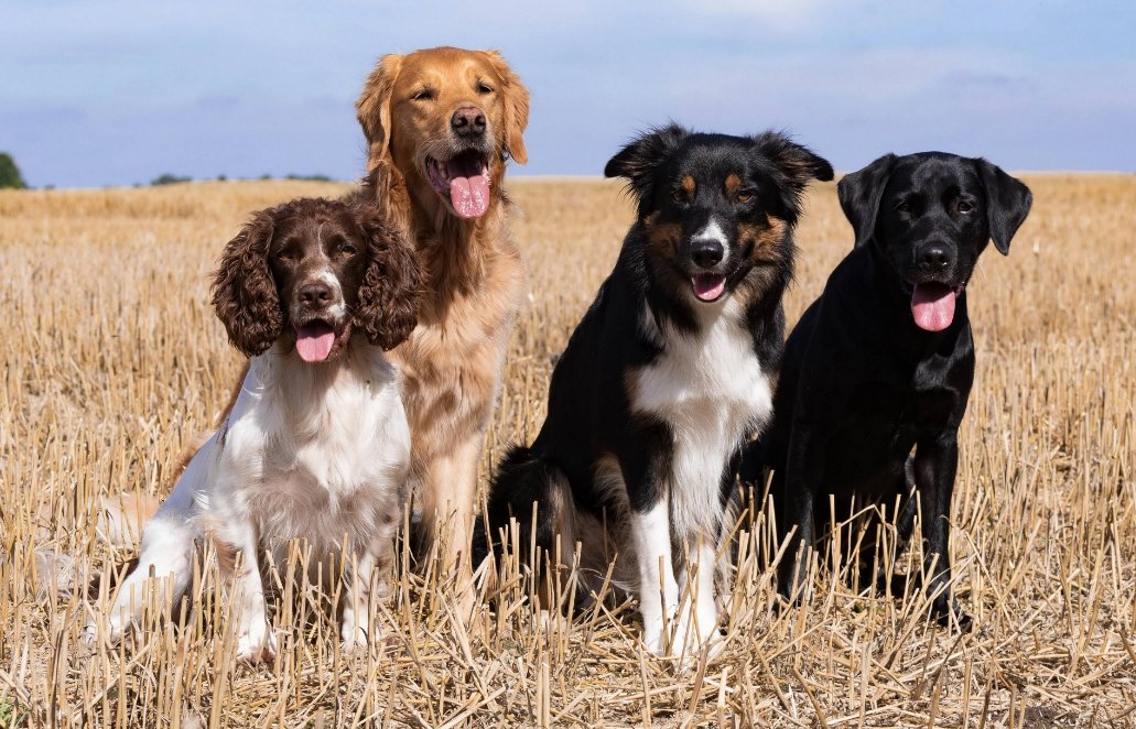 穷追不舍打一生肖