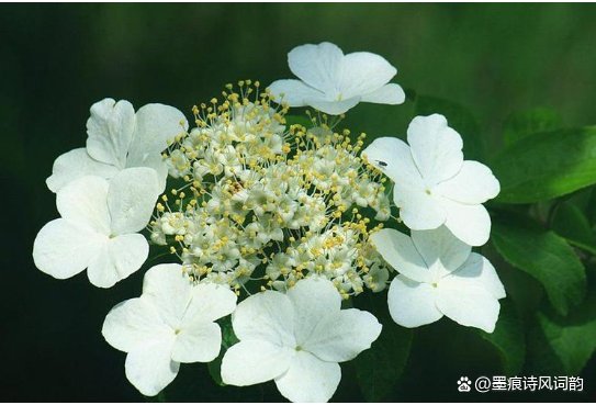 “隔江犹唱后庭花”中的后庭花指的是什么呢？