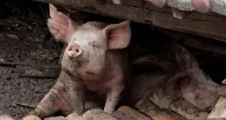 泸定地震中的“猪坚强”：被救起来时正在游泳，地震中还有哪些感人瞬间？