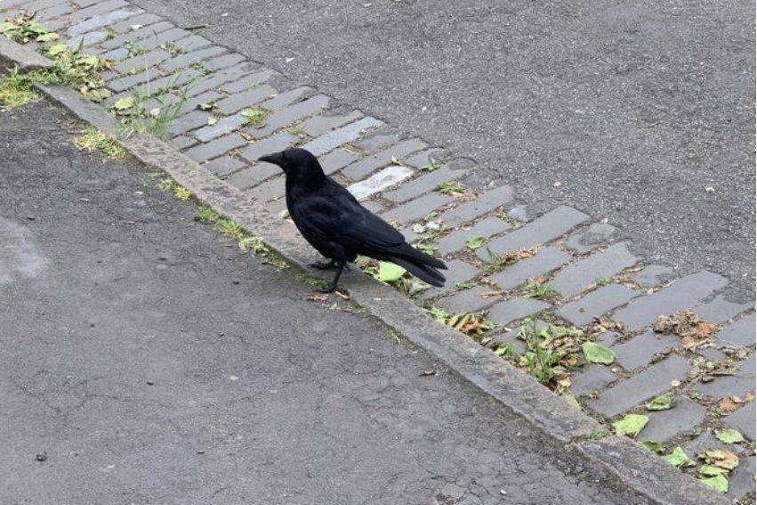 老鸹读音是什么意思