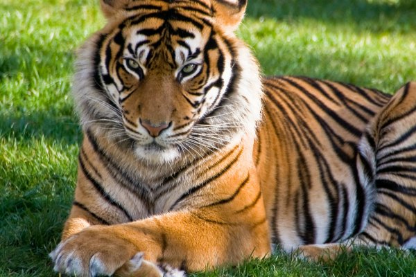 有翅难飞打一生肖动物