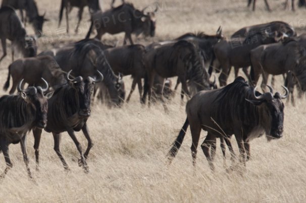 成群结队是什么意思啊