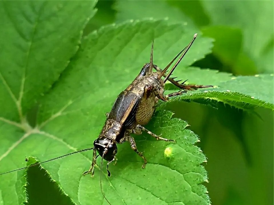日本蟋蟀食品大受欢迎，是否会成未来的流行趋势？